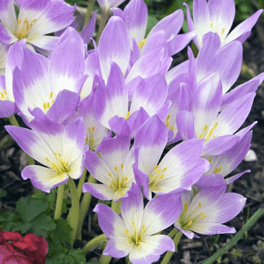 C. autumnale