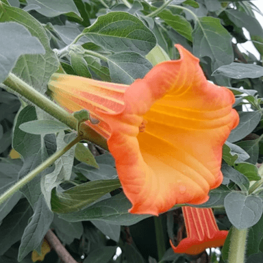 B. aurantia