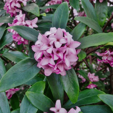 D. mezereum