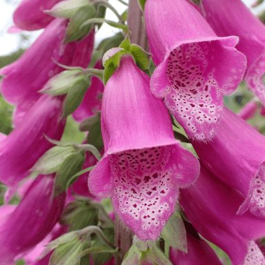 D. purpurea