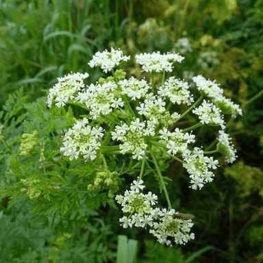 C. maculatum