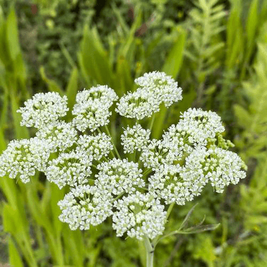 C. maculata