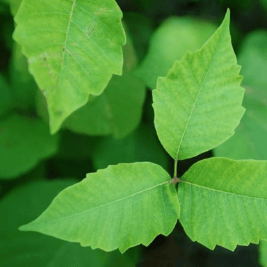 T. radicans