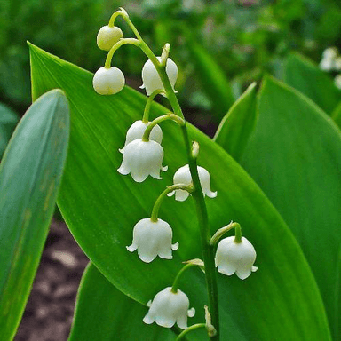 C. majalis