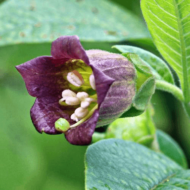 A. belladonna