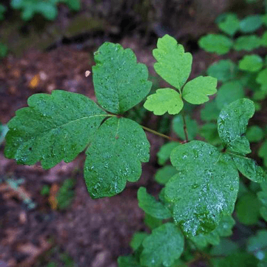 T. diversilobum