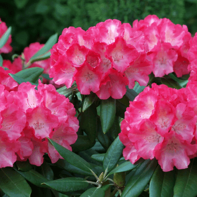 Rhododendron spp.